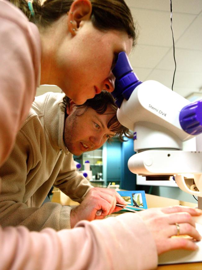 Australian Wool Innovation researchers make progress in mapping the gene of the blowfly, which causes flystrike.