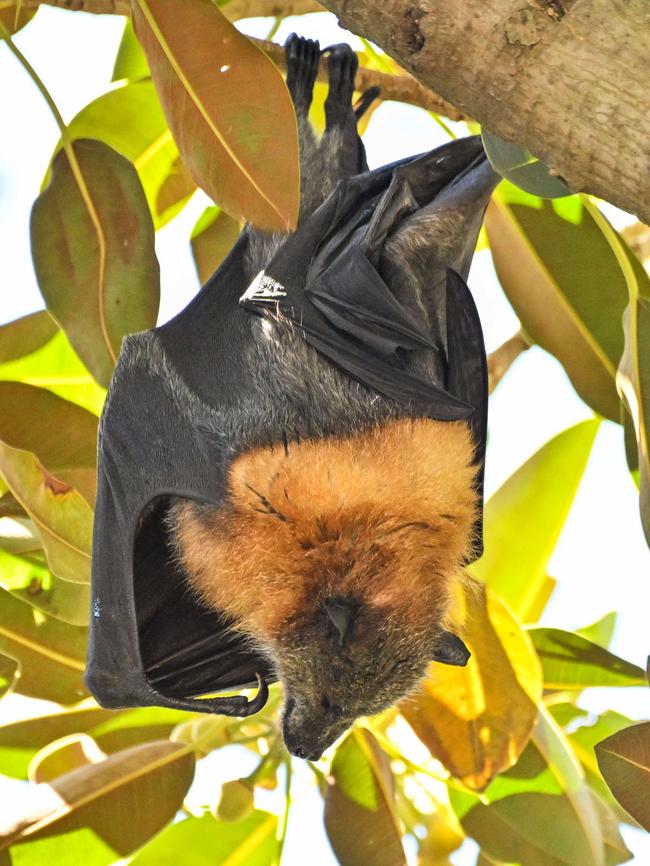 There are fears some grey headed flying foxes in Botanic Park will succumb to the heat and drop to the ground. Picture: NCA NewsWire/Brenton Edwards