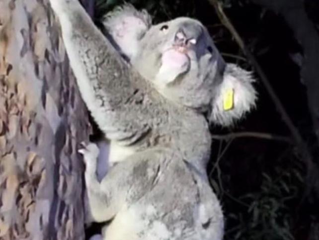 Seriously, just how much can one koala bear?