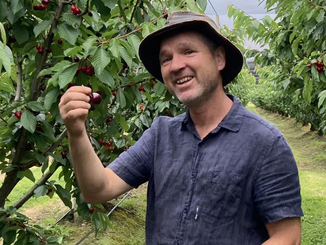 Gardening guru Tino Carnevale with cherries at the orchard he manages at Port Arthur. For TasWeekend. Picture: Joi Heald