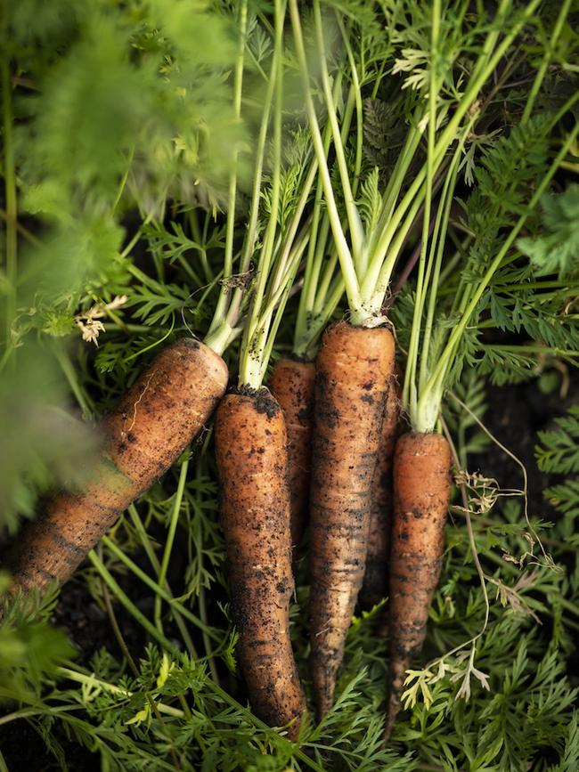 The spoils from one of Matthew Evans’s recent carrot harvests.