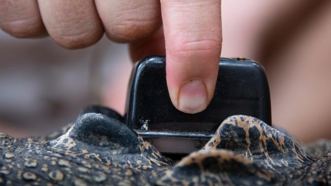 A satellite tracker on Morag the croc. Photo: Australia Zoo