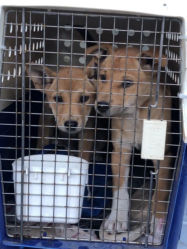 The two 10-week-old puppies, believed to be Desert dingoes, being cared for at Adelaide Zoo. Picture: Zoos SA