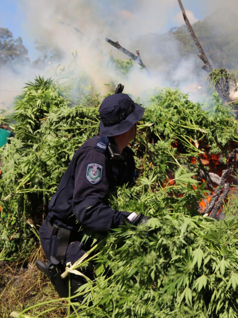 NSW Cannabis Bust: 14 Arrested, $40 Million Plants Seized | Daily Telegraph