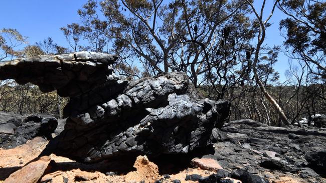 Charred trees at the Woodford residential area after a bushfire in Blue Mountains on Tuesday. Picture: AFP/Saeed Khan