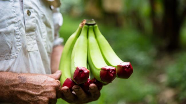 Red tip bananas at Frank Sciacca's farm. Picture: Isaac McCarthy