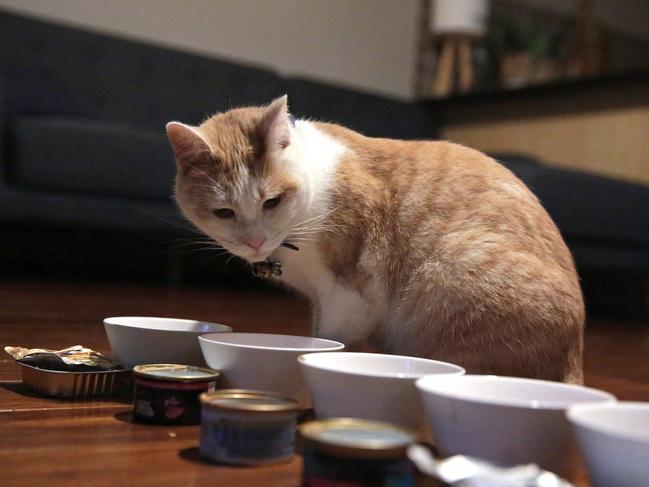 Barnacles the cat is pictured as he tries five different types of off-the-shelf cat food.