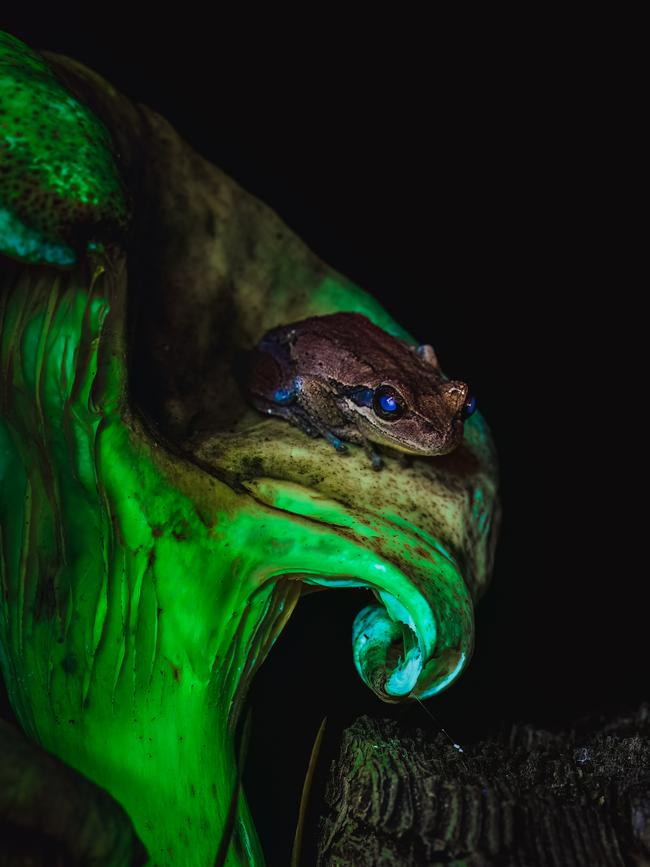 When Night Unfurls its Splendour. Finalist in the Beaker Street Science Photography Prize in the category shows a biological concept. Picture shows a biofluorescent frog on a bioluminescent mushroom. Picture: Toby Schrapel.