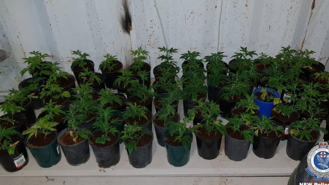 Cannabis plants of various stages of maturity were seized by officers. Picture: NSW Police