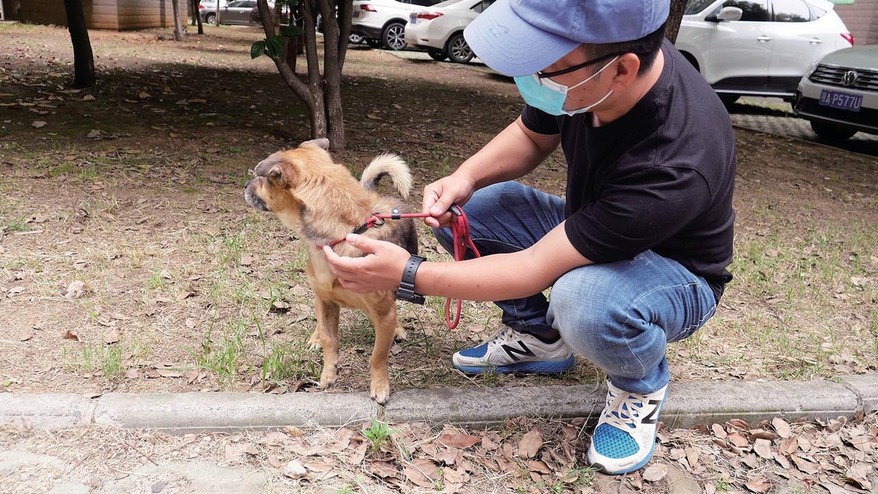 Dog waits at Wuhan hospital for 3 months after owner dies from ...