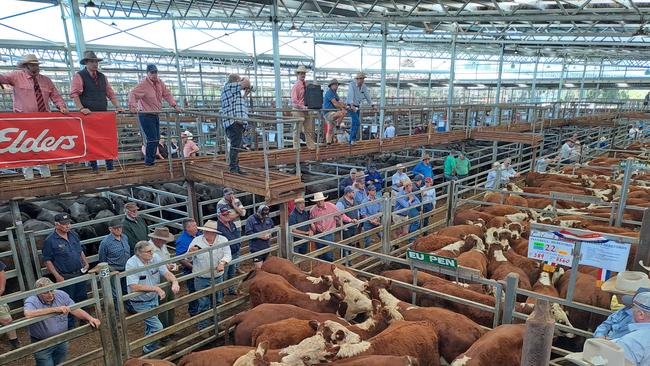 Buyers gather at the rail during the Hamilton weaner sales. Picture: Jenny Kelly