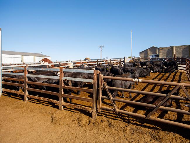 THE workforce at the soon-to-reopen Batchelor meatworks is expected to be larger than expected because of this week’s historic trade pact between Australia and Indonesia. 