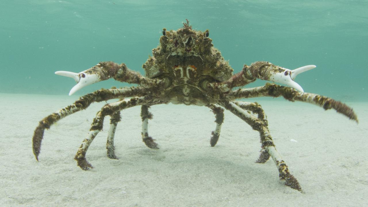 Petition · Support NO-TAKE of Australia's Iconic Spider Crabs during their  Moulting Season ·