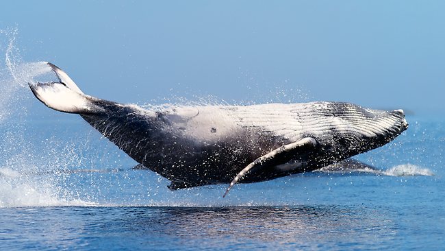 Breaching Humpback Whale Appears To Hover Over Waves Off Tonga 