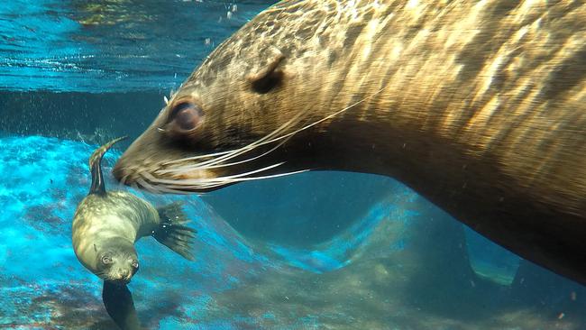 Seals Pania and Feisty in the shallows of the Wild Seas Exhibit. Picture: David Caird