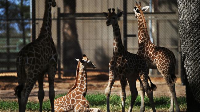 Taronga Western Plains Zoo in Dubbo has four giraffe calves. Picture: Toby Zerna