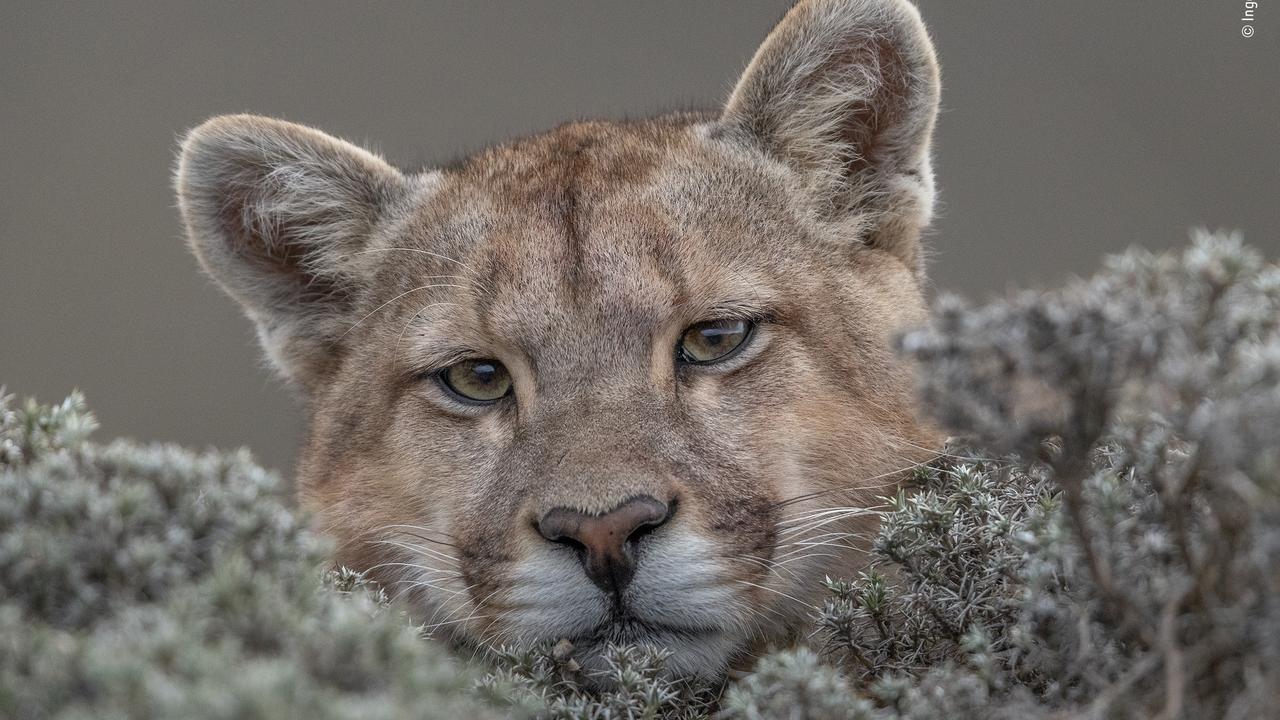 A relaxed puma in Torres del Paine National Park, in Patagonia, Chile. Picture: AAP/Wildlife Photographer of the Year/Natural History Museum, Ingo Ardnt