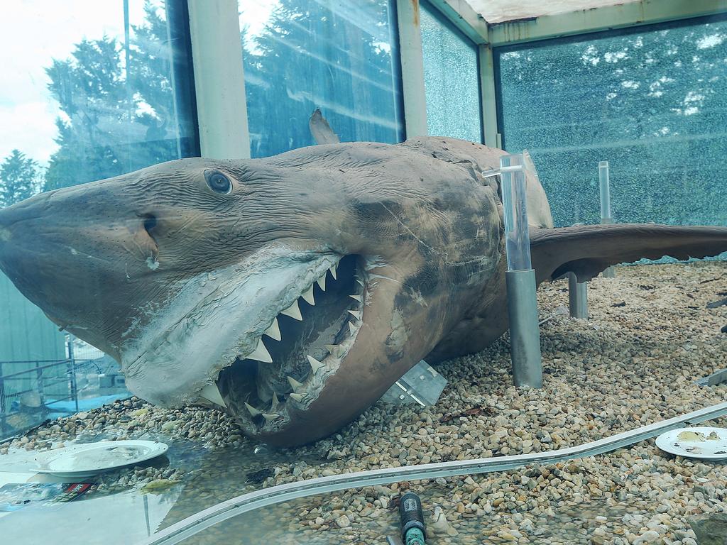 tørst mønt hud Great White Shark abandoned at wildlife park: New plans for preserved shark  | news.com.au — Australia's leading news site