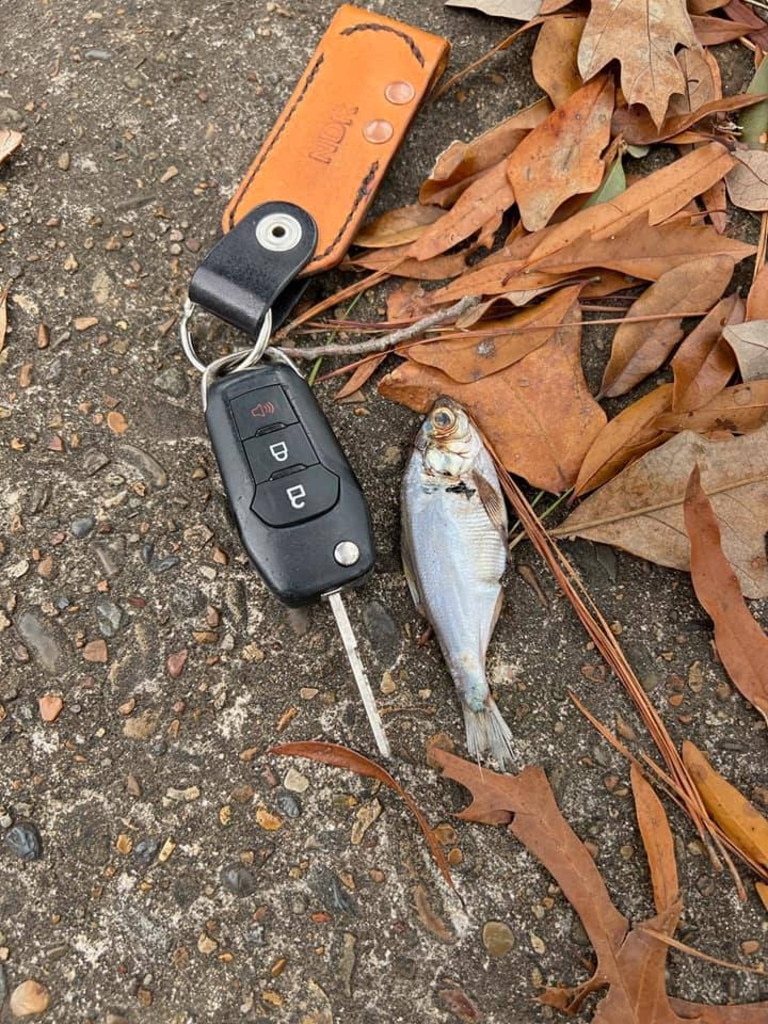 Texarkana locals have shared pictures of the fish they’ve found. Picture: Misty Johnston-Roberts/Facebook