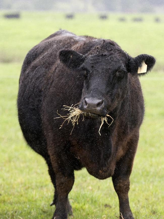 One of the Bonney’s Angus herd. Picture: Chris Kidd