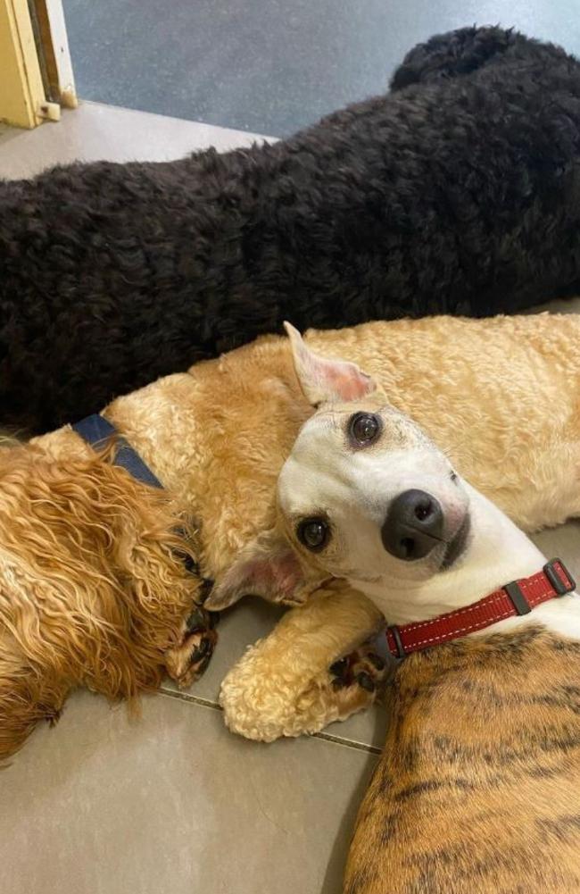 Rosie enjoying rest time with friends at My Dogs Daycare in Wilston. Picture: instagram.com/mydogsdaycare