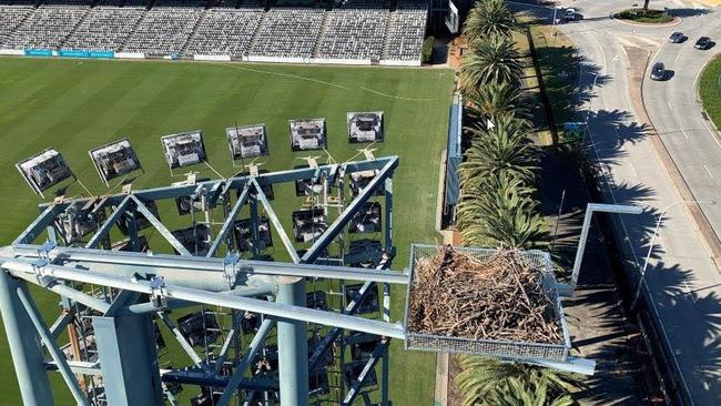 Central Coast Council built a platform for Eastern osprey birds nesting at Central Coast Stadium. Picture: Central Coast Council