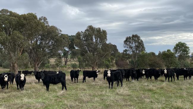 Some of the August-drop Angus and black baldy weaners grazing on the Hassall family's NSW property Jergyle, at Holbrook.