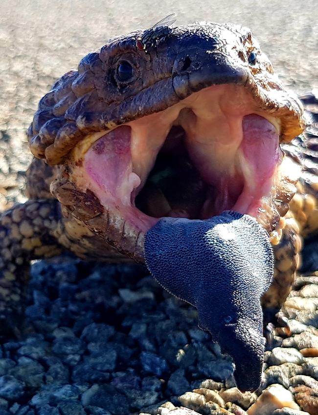 Smile for the camera. Picture: Viv Polybank/News.com.au Photo of the Week