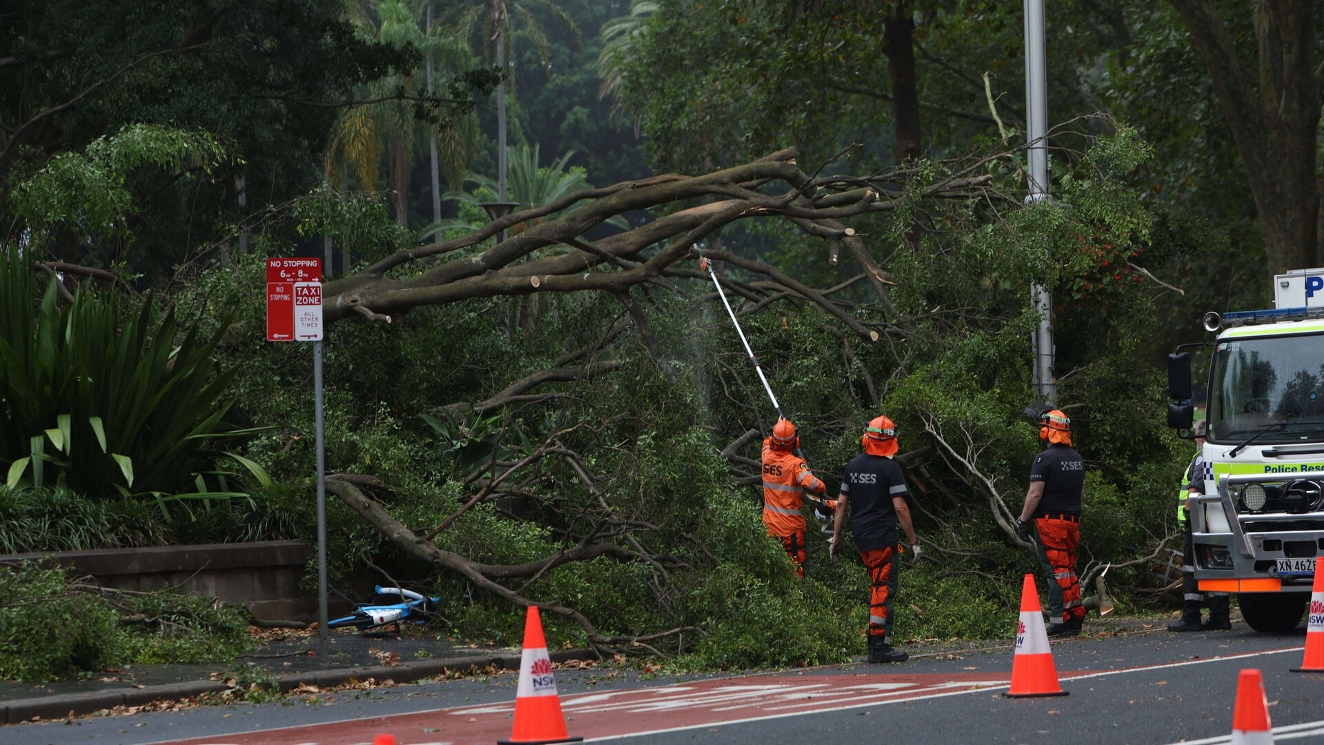 Two people crushed by falling tree in Sydney’s CBD