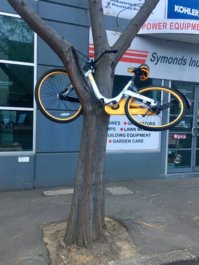 An oBike left on a tree on Stubbs St, Kensington.