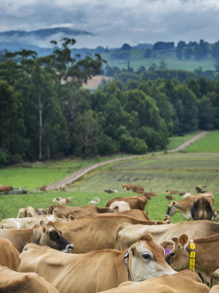 The Jersey herd at Jindivick that supplies Gippsland Jersey. Picture: Zoe Phillips