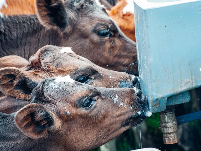 Dairy cattle can be administered feed additives fairly simply. Pictures: Laura Ferguson