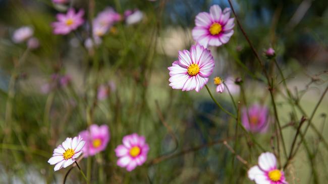 Basilea Living Herbs edible flowers at Burpengary. Picture: Dominika Lis