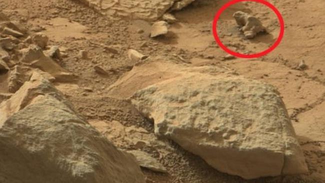 An Iguana on mars? Source: NASA