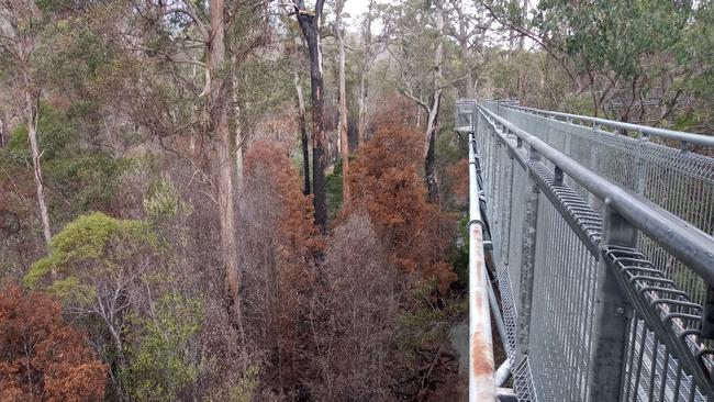 Tahune Airwalk was badly damaged in the January bushfires. Picture: Sustainable Timber Tasmania