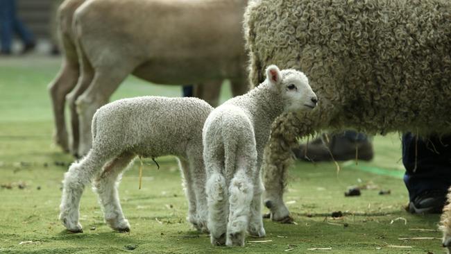 Australian wool exports are vulnerable to Chinese tariffs. Picture: Dale Webster