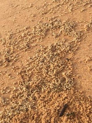 Maggots on northern Sydney beaches. Picture: Jane Gardner/facebook