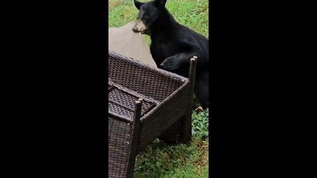 Bear cub tries to build cushion fort