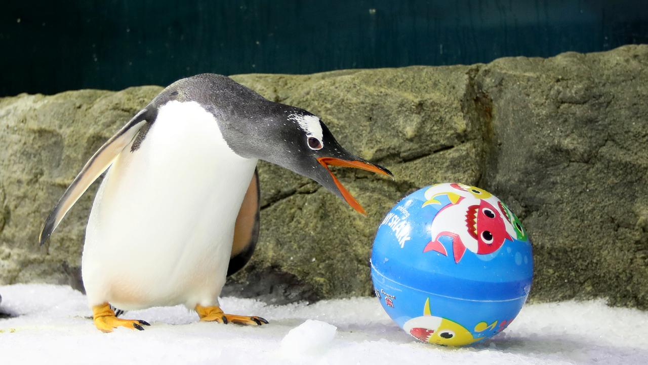 Japanese Aquariums Track Penguins' Dramatic, Salacious Love Lives Through  Complex Flowcharts — Colossal