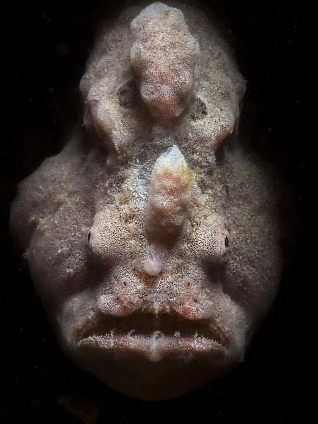 Another erm, beautiful grey frogfish, Gold Coast Seaway. Picture: Andy Wingate