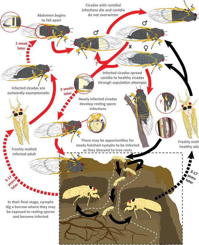 The life cycle of a zombie cicada. Picture: West Virginia University