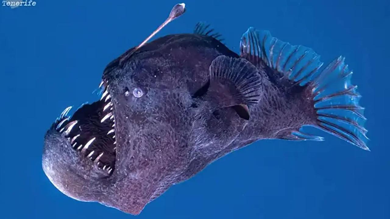 Only female deep-sea anglerfish have the characteristic lure on the front of their face.