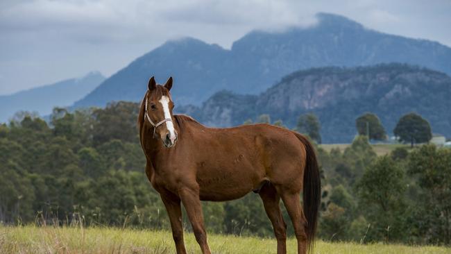 The scenery in Boonah.