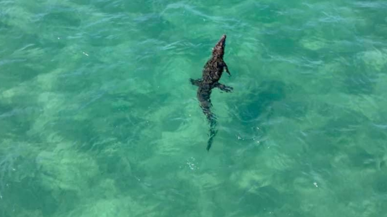 A Crocodile Was Spotted In Mission Beach On Saturday The Courier Mail 8347