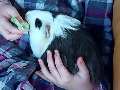 An Aldinga Beach B-7 School student with one of the pet guinea pigs that has been stolen.