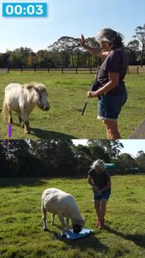 Aussie woman's talented horse, sheep earn world records for tricks