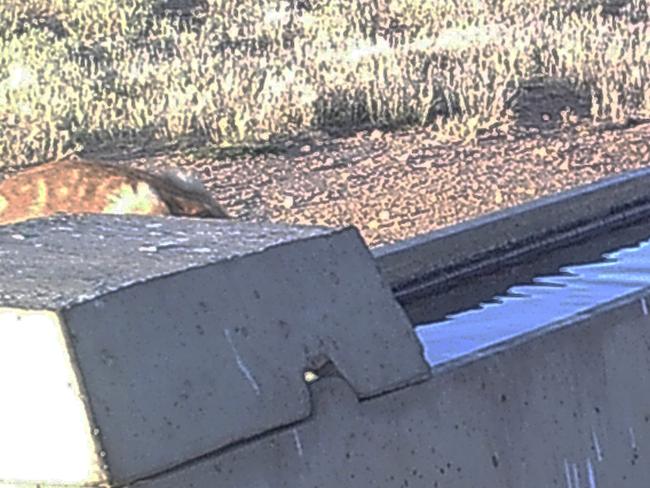 A Thylacine (Tasmanian Tiger)  seen on a property in the Murray Mallee - picture supplied  Neil Waters