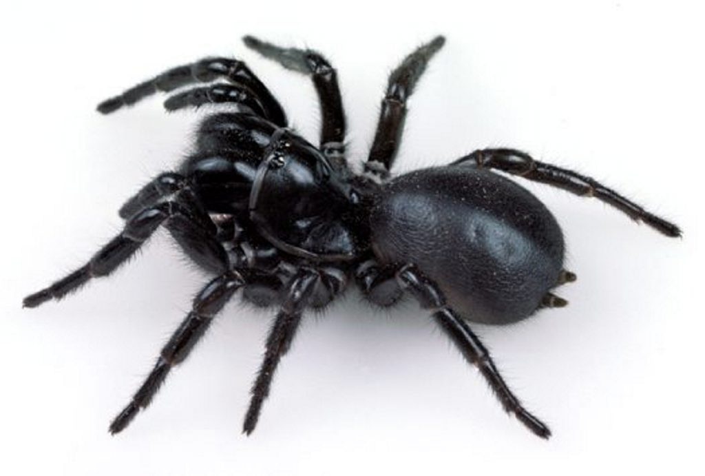 The five deadliest spiders in Australia | The Courier Mail