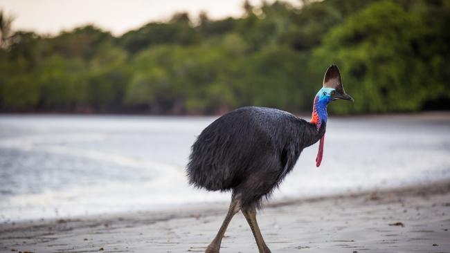 Cassowary on Cape Tribulation Beach. Picture: Tourism Tropical North Queensland.