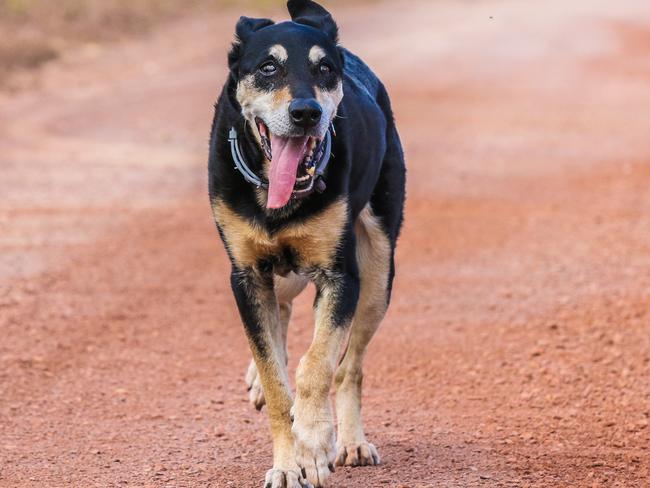 Cosmo the dingo-Kelpie cross went missing for 10 days in the Territory outback. Picture: Glenn Campbell